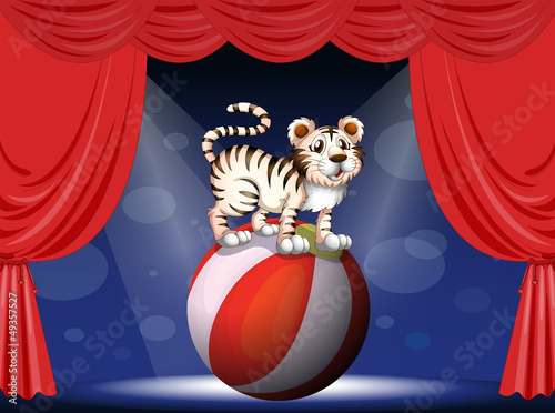 A tiger performing at the circus