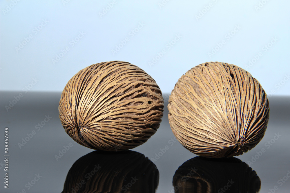 Alstonia scholaris seed Alstonia scholaris seed