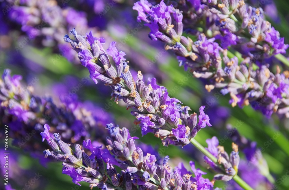 Fototapeta premium Lavendel - lavender 167