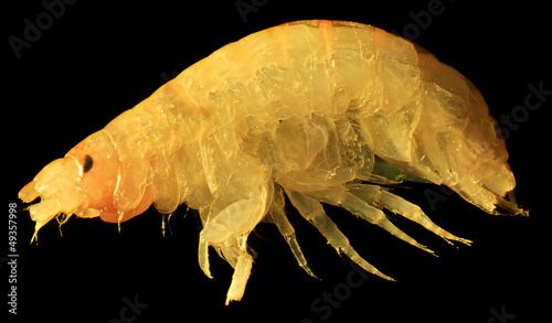Gammarus under the microscope (Gammarus pulex)