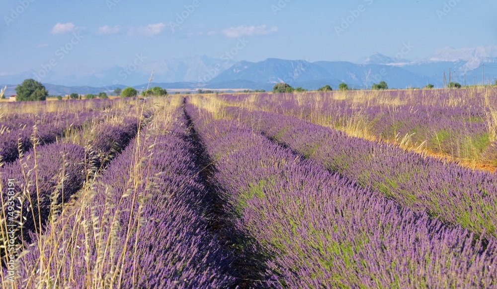 Fototapeta premium Lavendelfeld - lavender field 94