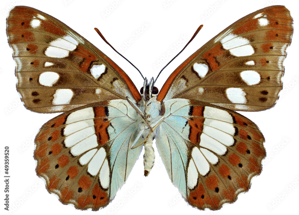 Fototapeta premium Isolated Southern White Admiral butterfly seen from below
