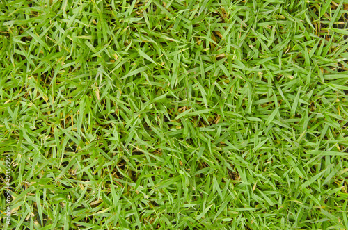 Close-up of green grass