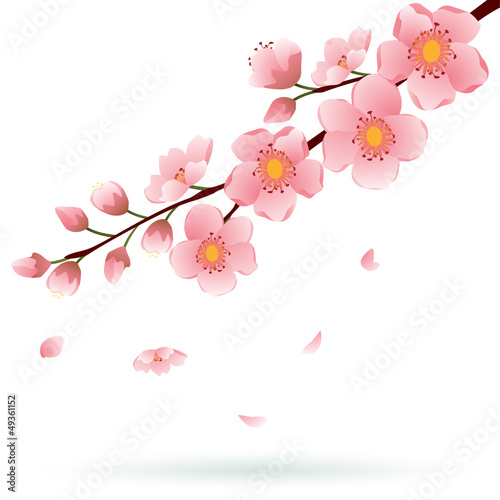 Blooming Sakura Branch on White