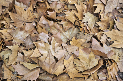 Alfombra de hojas secas sobre el suelo del bosque