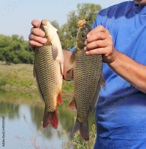 carp in the hand of fisherman