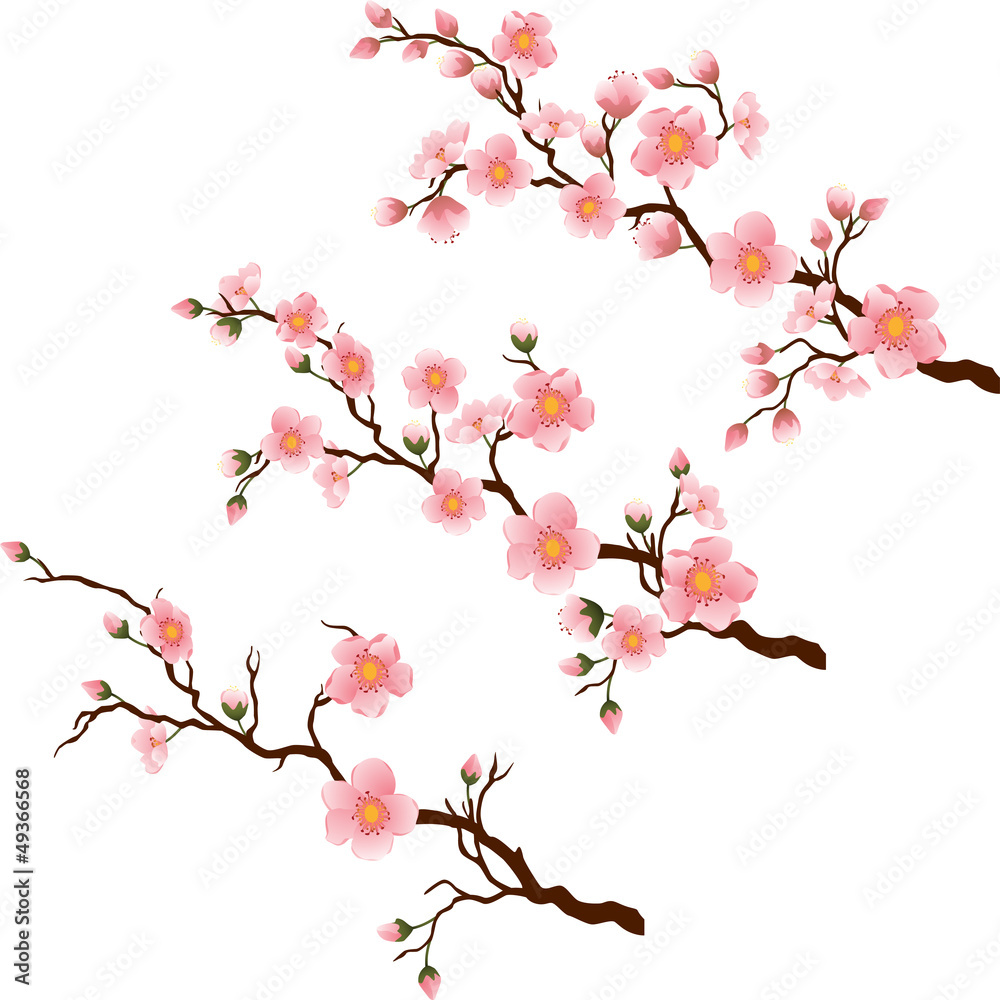 Cherry blossom branch in 3 diferent stages on white
