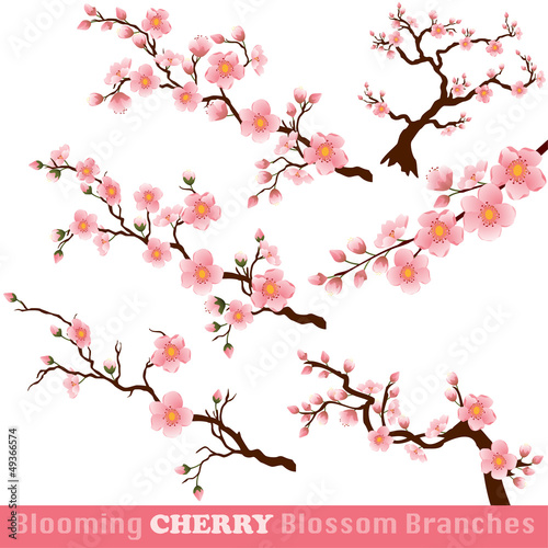 Blooming Cherry Blossom Branches on White