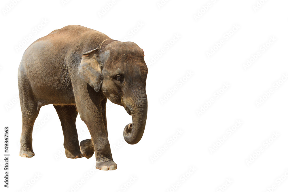 Obraz premium Elephant isolated white background with clipping path