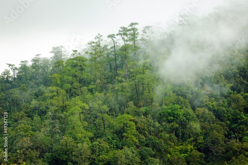 Fog in forest