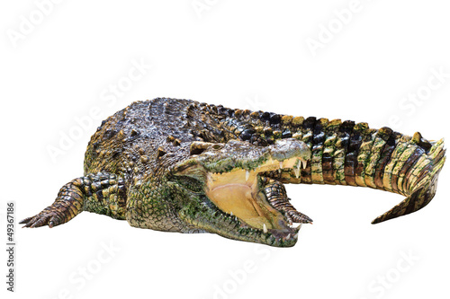 Crocodile isolated on white with clipping path