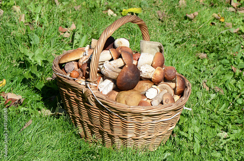 Basket with boletus edulis on grass