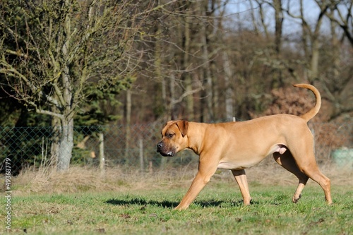 Boerboel