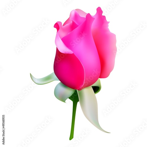 rose1