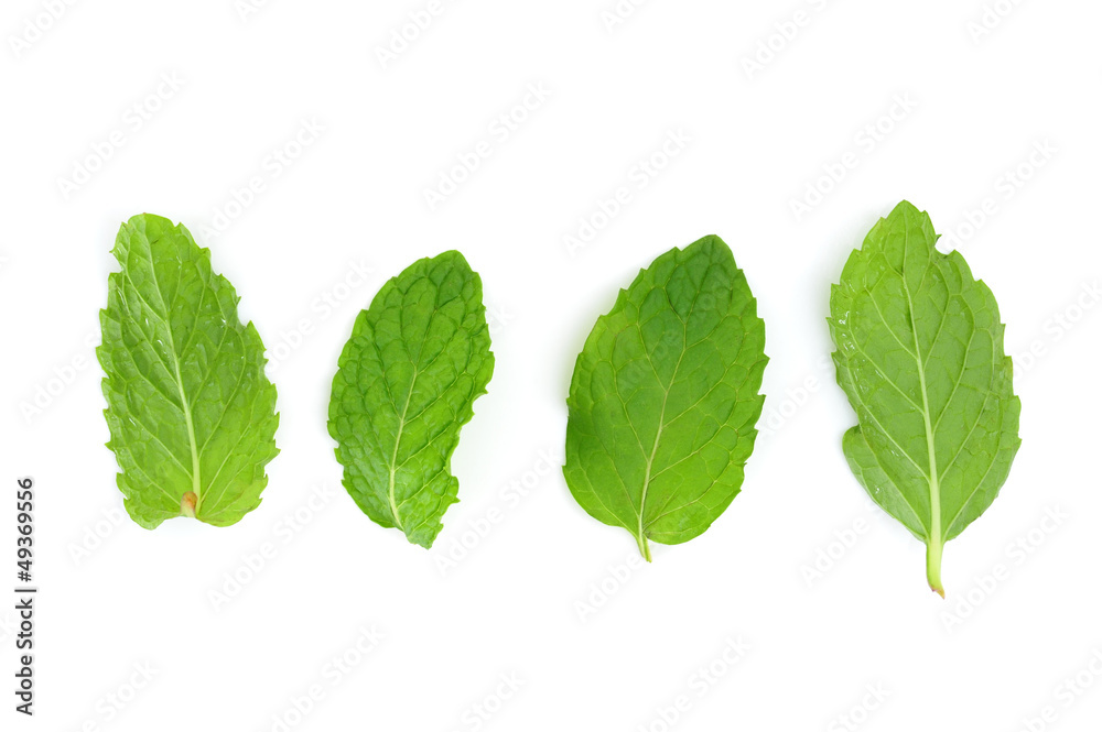 Mint leaf Mint leaf