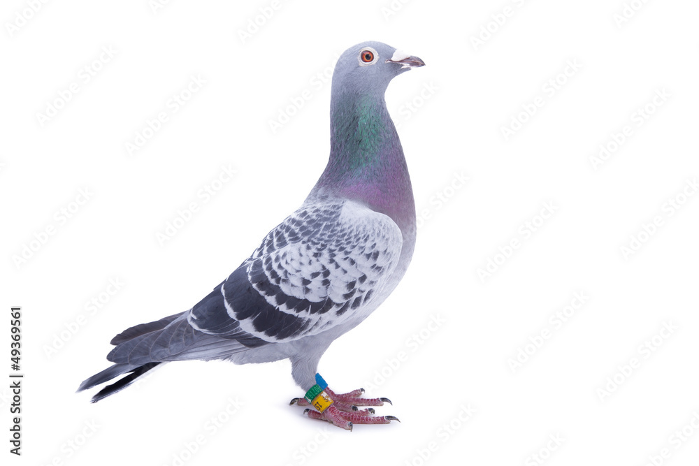 Fototapeta premium Zuchttaube by Tierfoto-NRW