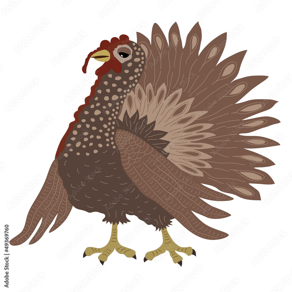 Turkey cock