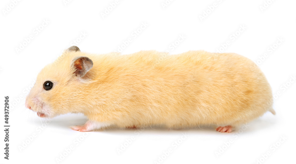 Hamster Hamster