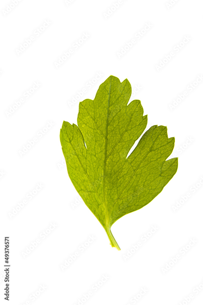 Fototapeta premium Parsley