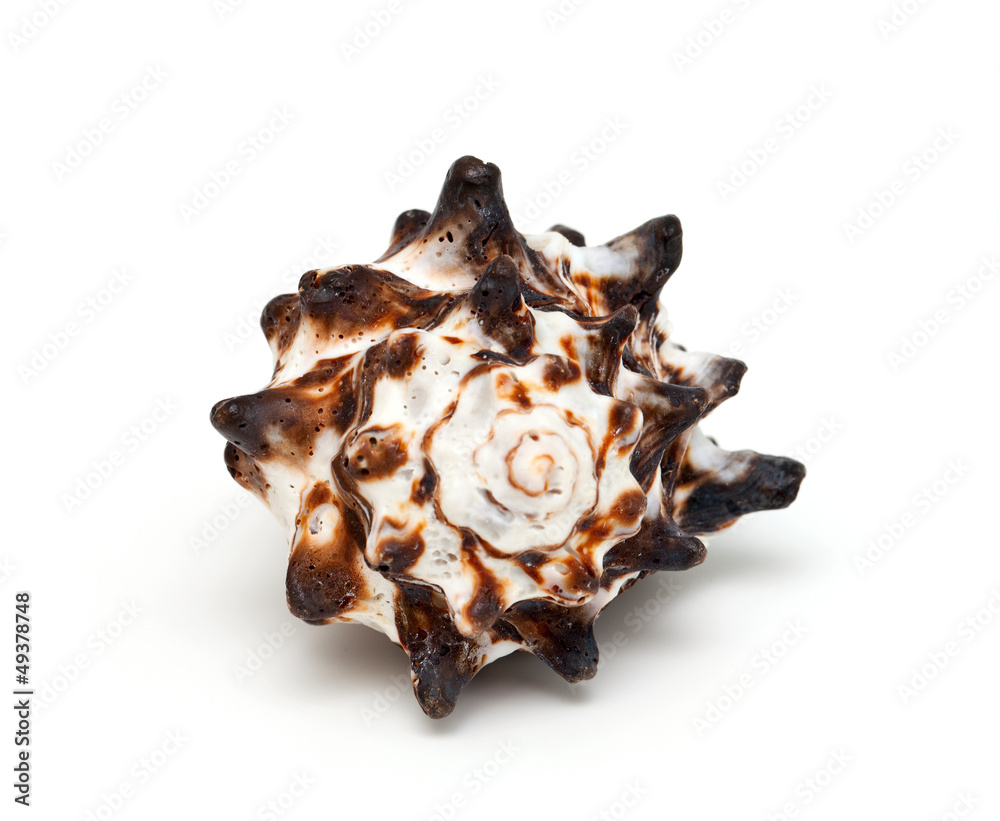 sea shell isolated on white background sea shell isolated on white background