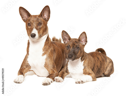two basenji dogs isolated on white background