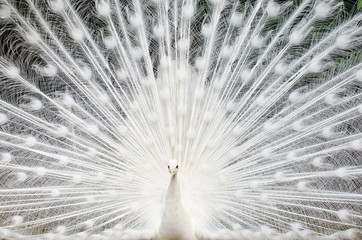 Fototapete Pfau Weisser Pfau mit aufgestellten Federn  © Tatiana Grozetskaya