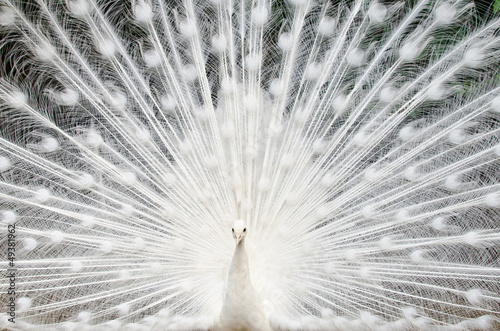 White peacock with feathers out