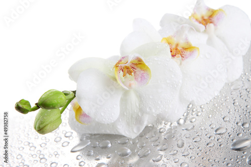 Fototapeta Naklejka Na Ścianę i Meble -  white beautiful orchids with drops