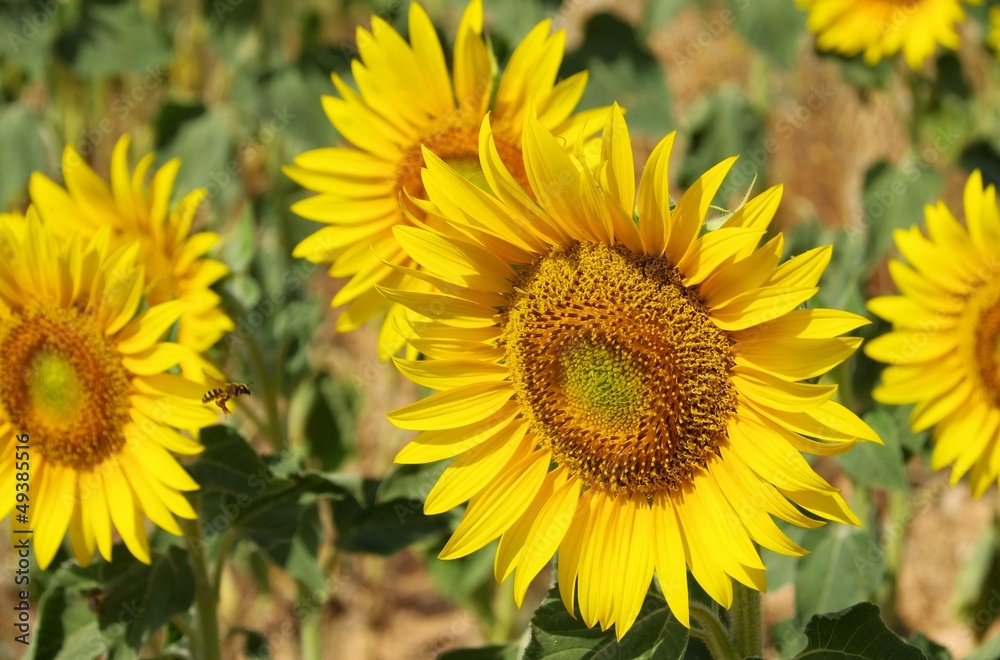Sonnenblumenfeld - sunflowers field 11 Sonnenblumenfeld - sunflowers field 11