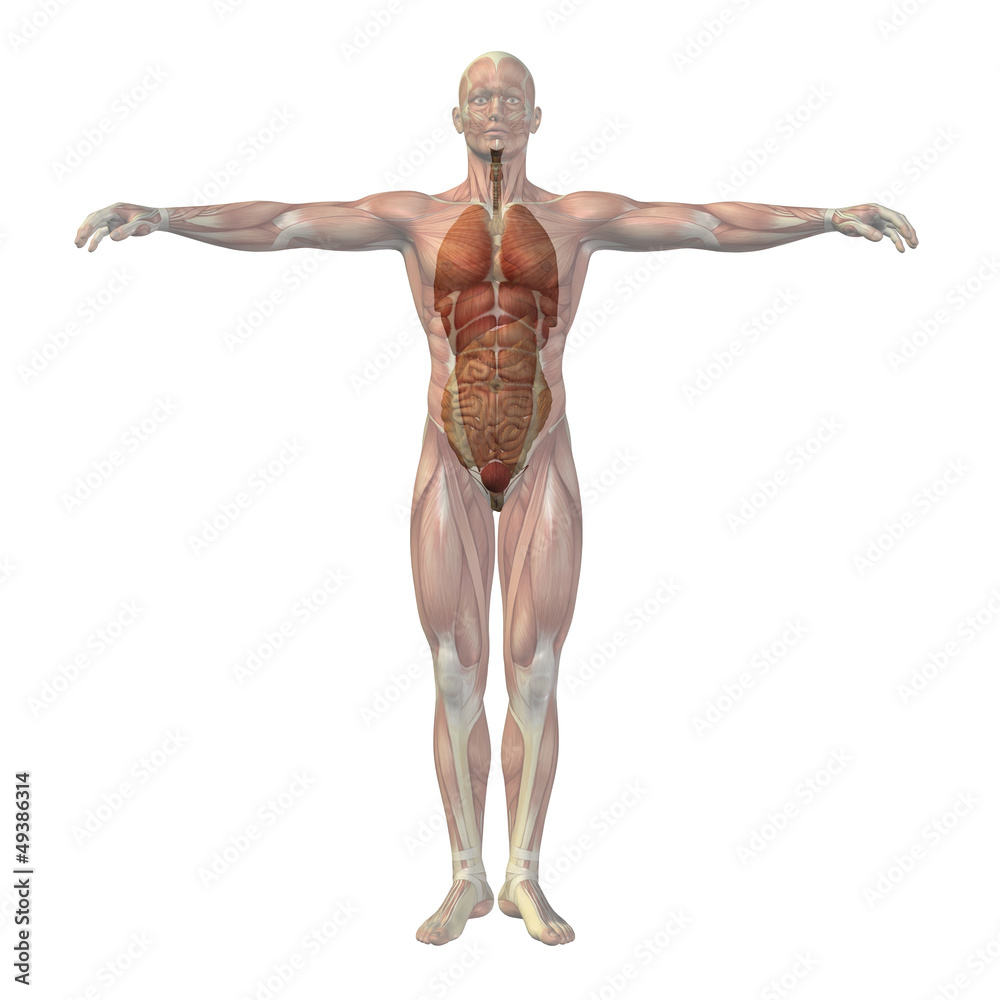 High resolution conceptual 3D human structure, internal organs High resolution conceptual 3D human structure, internal organs