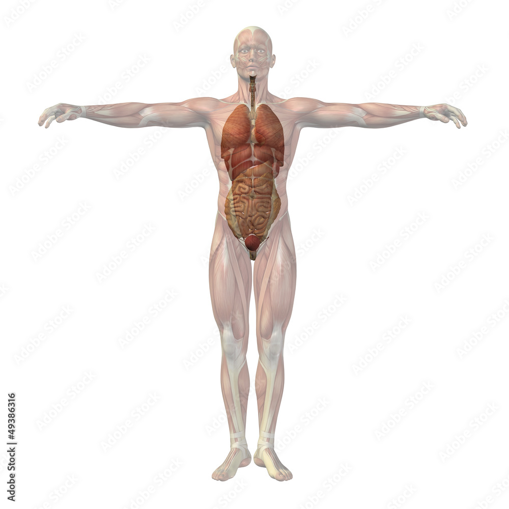 High resolution conceptual 3D human structure, internal organs High resolution conceptual 3D human structure, internal organs