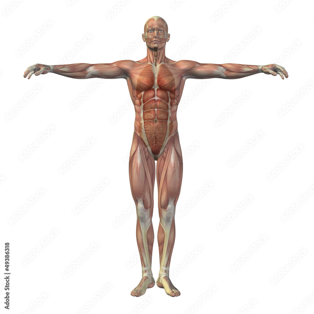 High resolution conceptual 3D human structure, internal organs High resolution conceptual 3D human structure, internal organs
