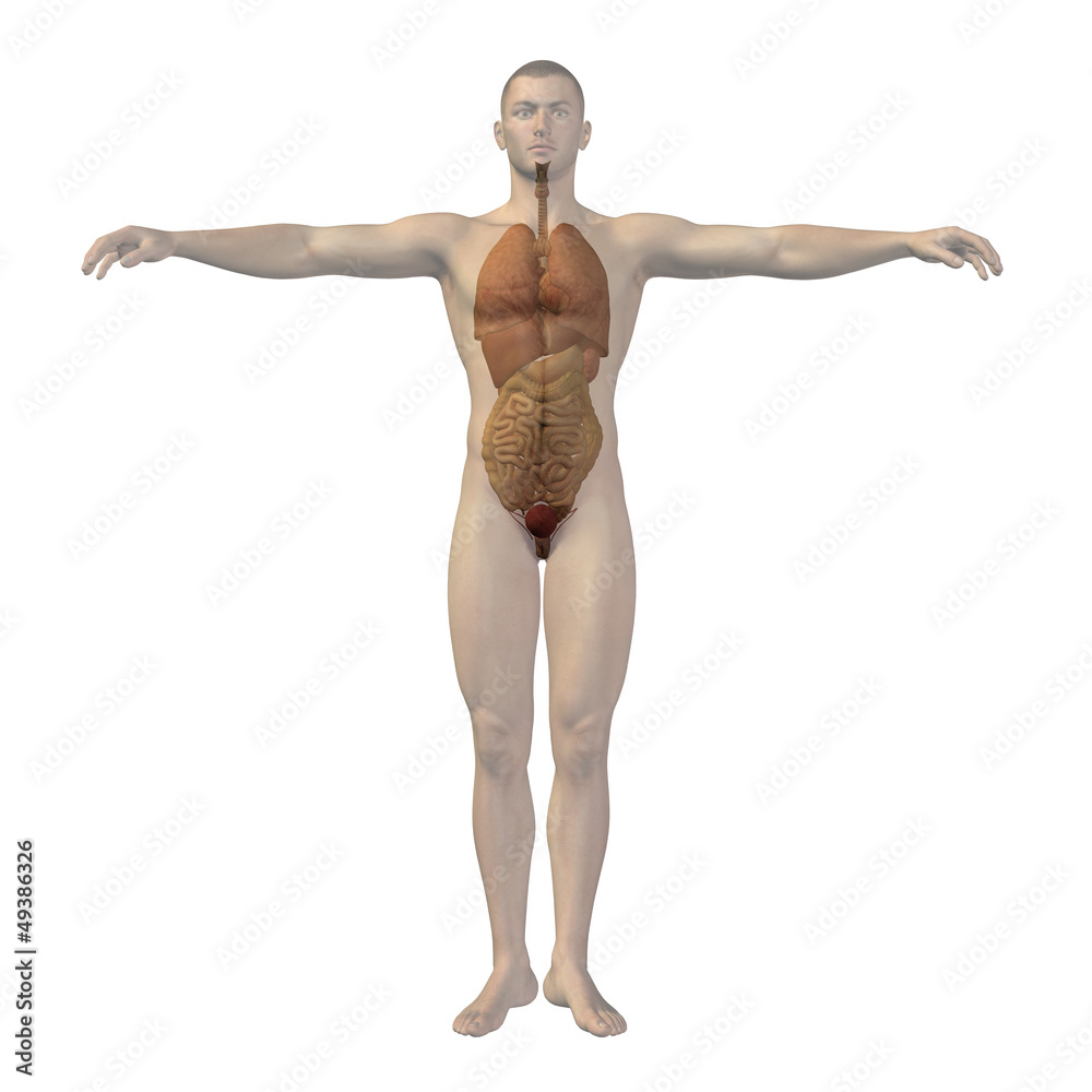 High resolution conceptual 3D human structure, internal organs High resolution conceptual 3D human structure, internal organs