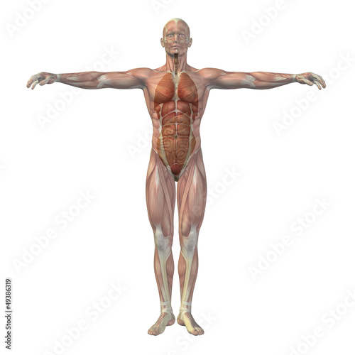 High resolution conceptual 3D human structure, internal organs