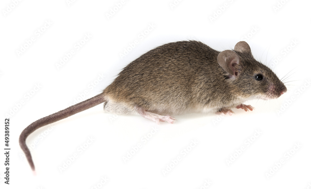 a little mouse isolated on a white background a little mouse isolated on a white background