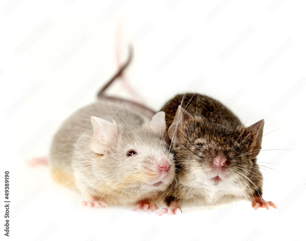 two mice two mice