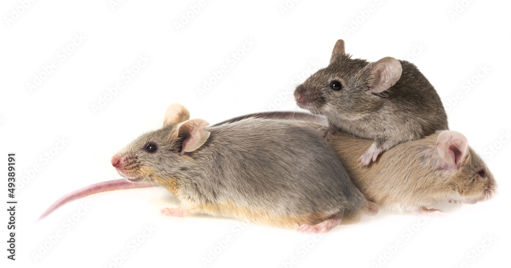 mice isolated on a white background mice isolated on a white background