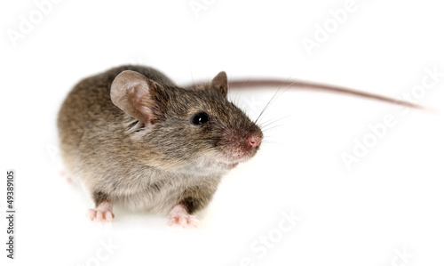 a mouse - white background