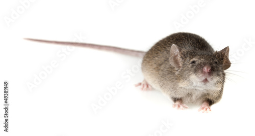 mouse isolated on a white background