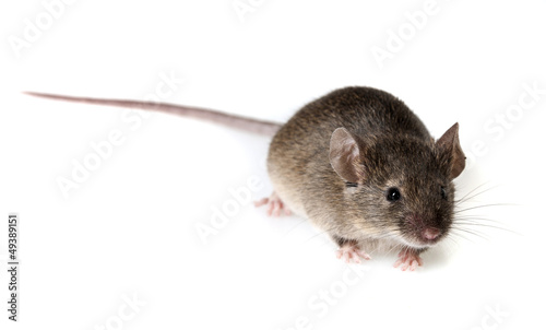 a mouse isolated on a white background