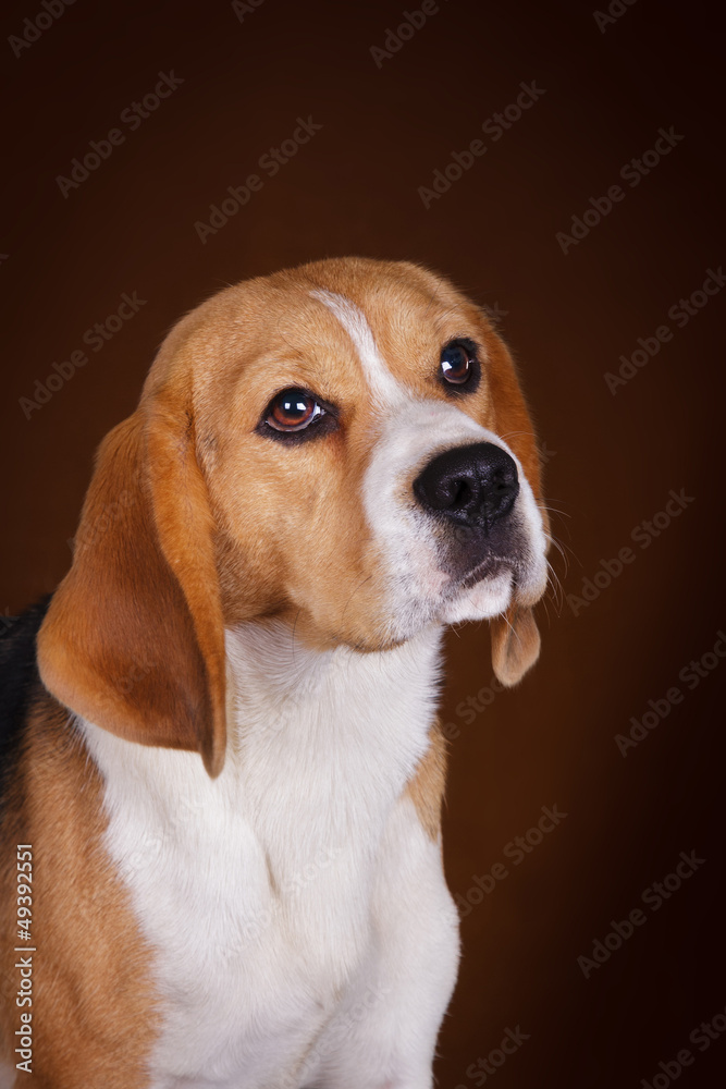 Beagle Portrait on Brown