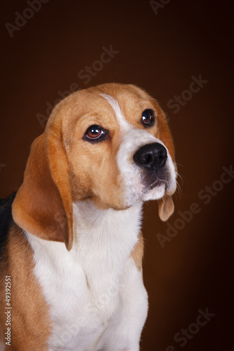 Beagle Portrait on Brown