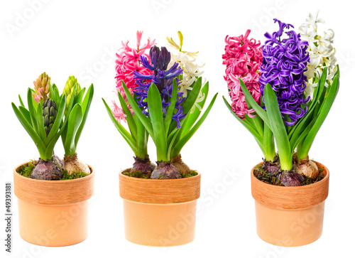 fresh hyacinth flowers in pot on white