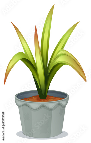A non-flowering plant