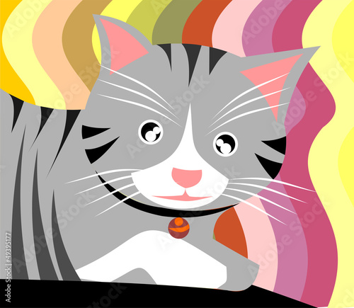 kitten cat