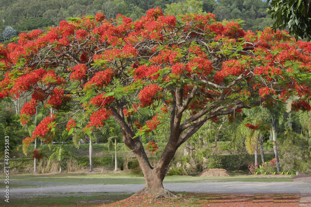 Naklejka premium poinciana tree