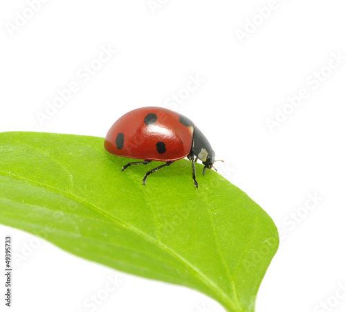 ladybug © Alekss