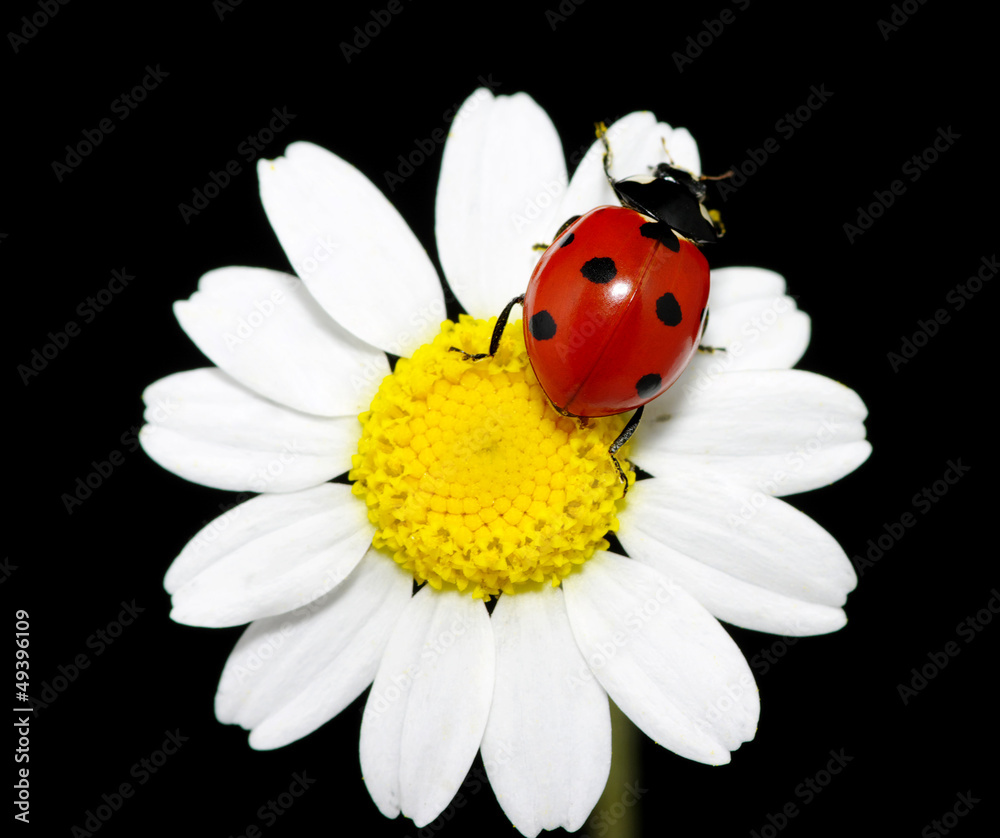 Obraz premium ladybug