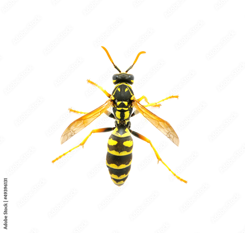wasp wasp