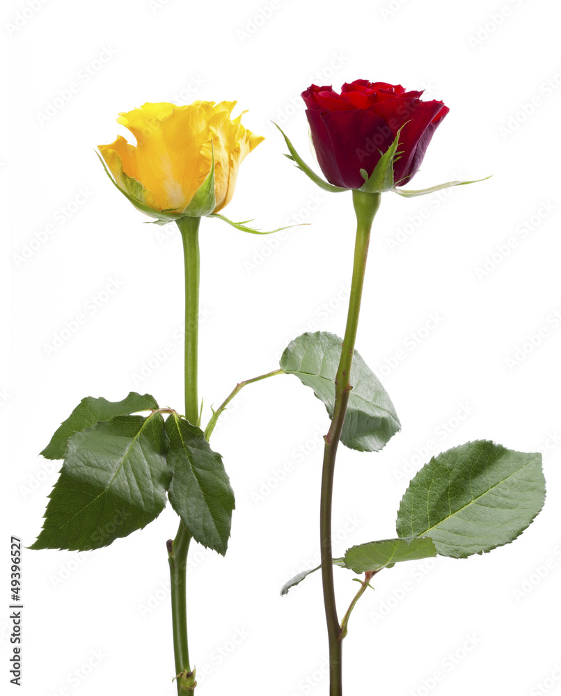 Fototapeta premium Red and yellow roses